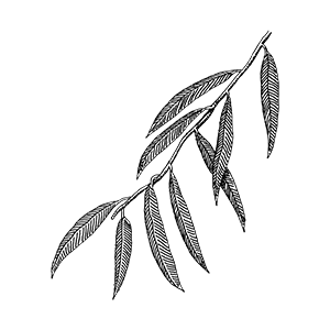 eucaliptus-color-300px
